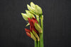 Hippeastrum (Amaryllis) - Netherlands