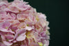 Hydrangea - China