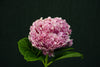 Hydrangea - China