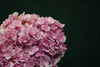 Hydrangea - China