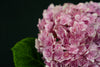 Hydrangea - China