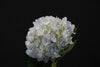 Hydrangea - China