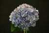 Hydrangea - China