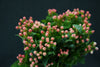 Hypericum - China