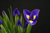 Iris - Netherlands