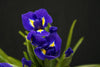 Iris - Netherlands