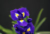 Iris - Netherlands