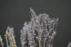 Dried Lavender - Netherlands