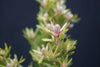 Leucadendron - South Africa