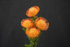 Leucospermum (Pincushion) - South Africa