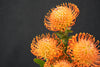 Leucospermum (Pincushion) - South Africa