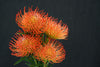 Leucospermum (Pincushion) - South Africa