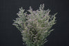 Limonium - China