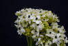 Ornithogalum - Netherlands