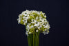 Ornithogalum - Netherlands