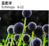 Echinops - China