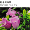 Harebell - China