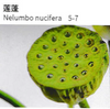 Nelumbo Nucifera - China