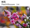 Peach Blossom - China