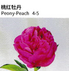 Peony - China