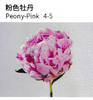 Peony - China