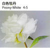 Peony - China