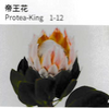 Protea - China
