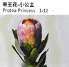 Protea - China
