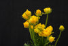 Ranunculus - China