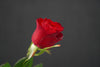 Rose - China