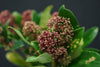 Skimmia - Netherlands