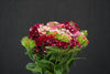 Sweet William - China