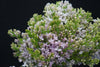 Syringa Lavaliensis - Netherlands