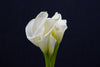 Zantedeschia (Calla Lily) - Netherlands