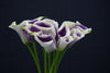 Zantedeschia (Calla Lily) - Netherlands