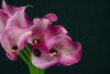 Zantedeschia (Calla Lily) - Netherlands