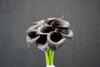 Zantedeschia (Calla Lily) - Netherlands