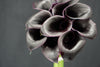 Zantedeschia (Calla Lily) - Netherlands