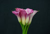 Zantedeschia (Calla Lily) - Netherlands