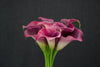 Zantedeschia (Calla Lily) - Netherlands