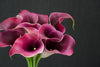 Zantedeschia (Calla Lily) - Netherlands
