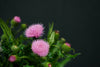 Cirsium Japonicum (Long Yan) - China