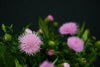 Cirsium Japonicum (Long Yan) - China